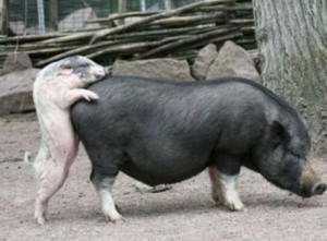 Хрячок и свинья